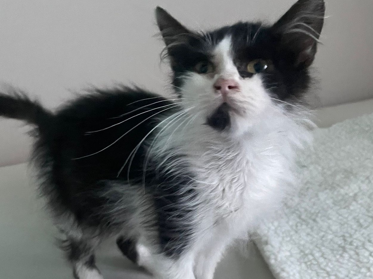 Adozione gatto, maschio, Razza sconosciuta Razza sconosciuta, 3 settimane, taglia non valida, Teramo