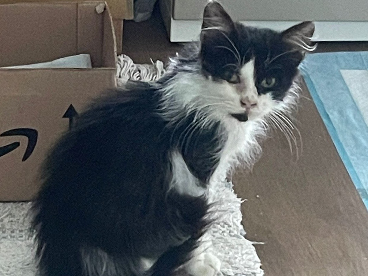 Adotta un gatto, maschio, 3 settimane, Teramo