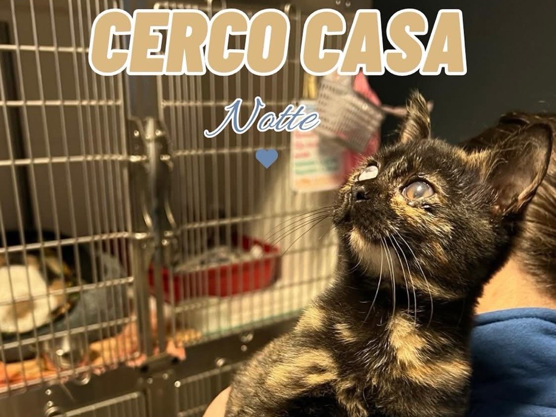 Adozione gatto, femmina, Razza sconosciuta Razza sconosciuta, 3 mesi, taglia non valida, Savona