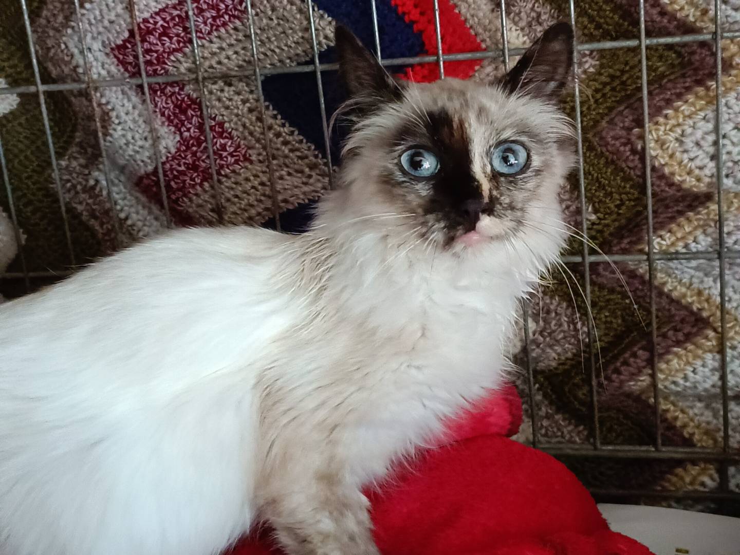 Adozione gatto, femmina, Razza sconosciuta Razza sconosciuta, 5 mesi, taglia non valida, Asti