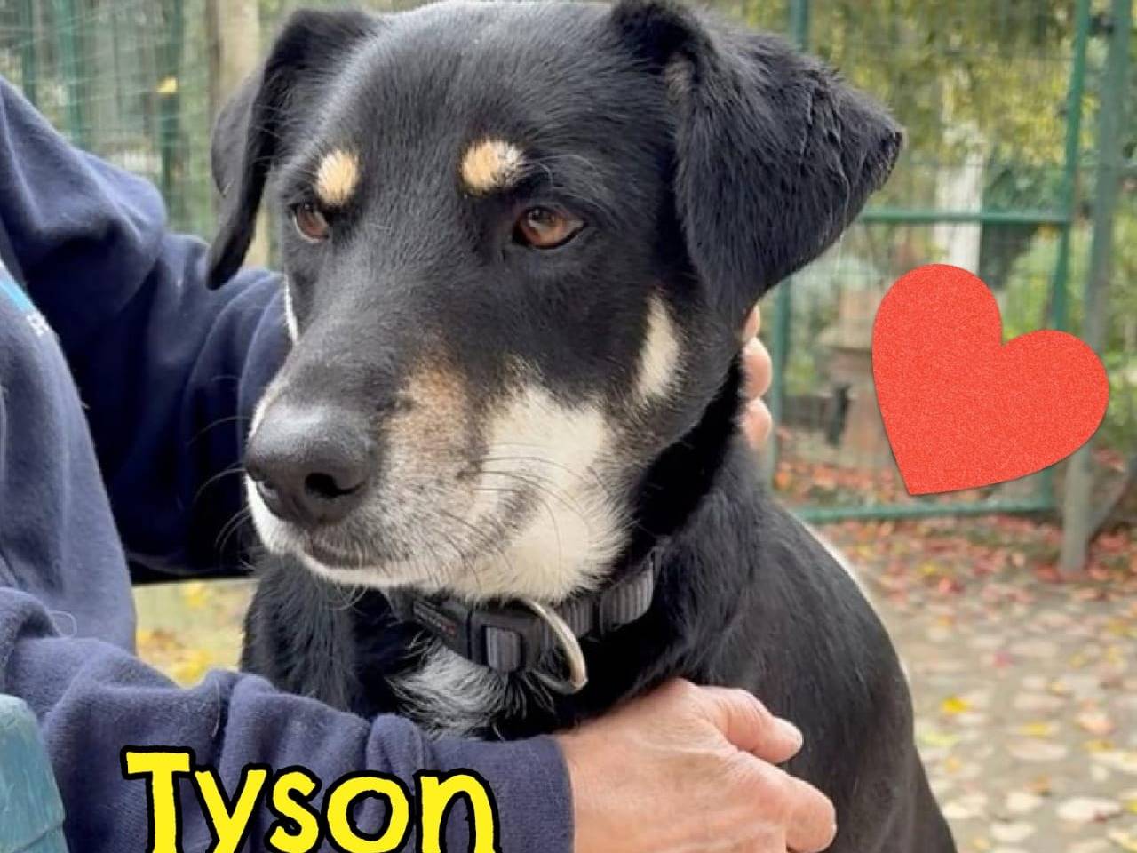 Adozione cane, maschio, Razza sconosciuta Razza sconosciuta, 3 anni e 1 mese, taglia media contenuta, Parma