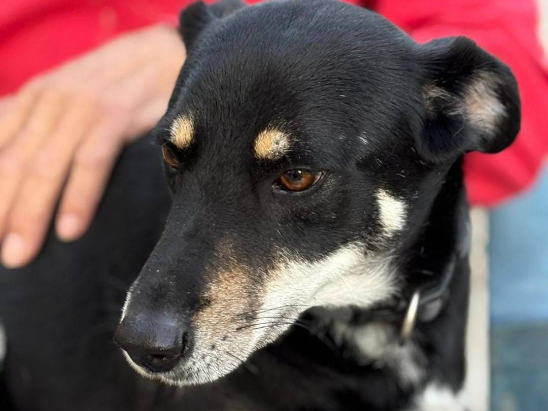 Adotta un cane, maschio, 3 anni e 1 mese, Parma