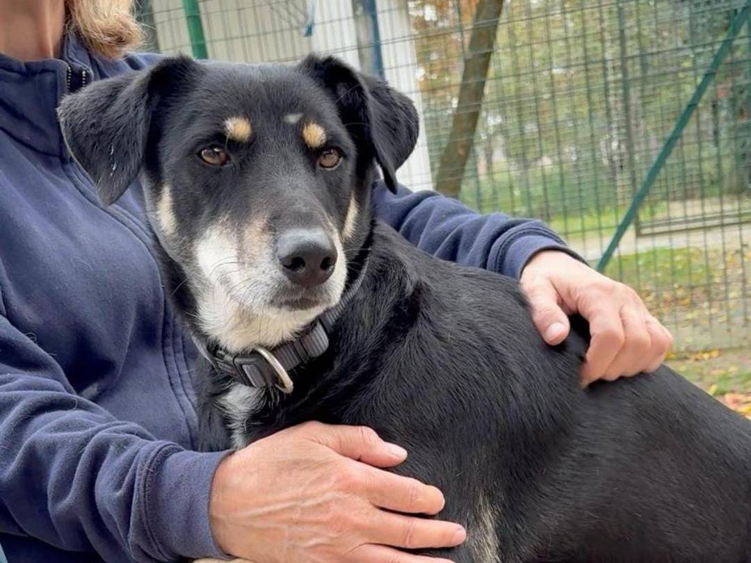 Adotta un cane, taglia media contenuta, maschio, Parma