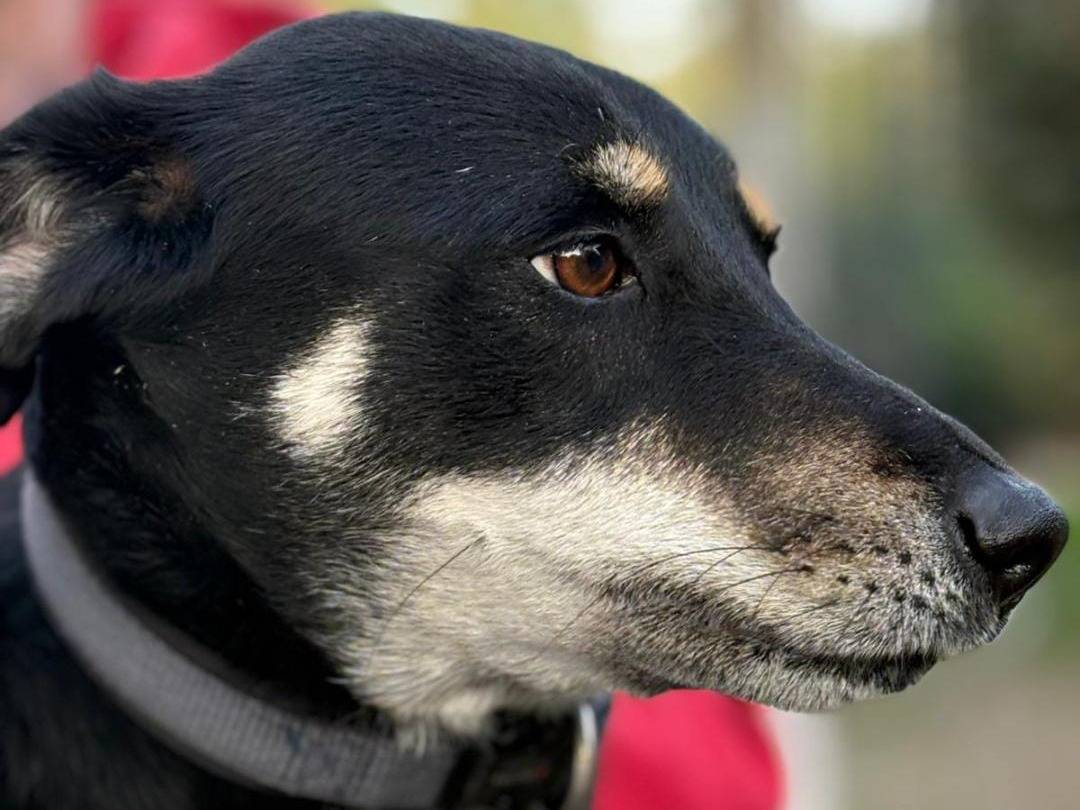 Vuoi adottare un cane a Parma?