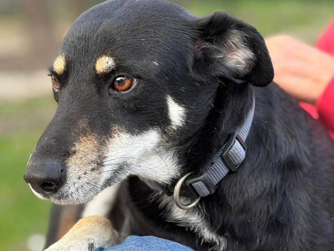 Adotta il cane Tyson a Parma