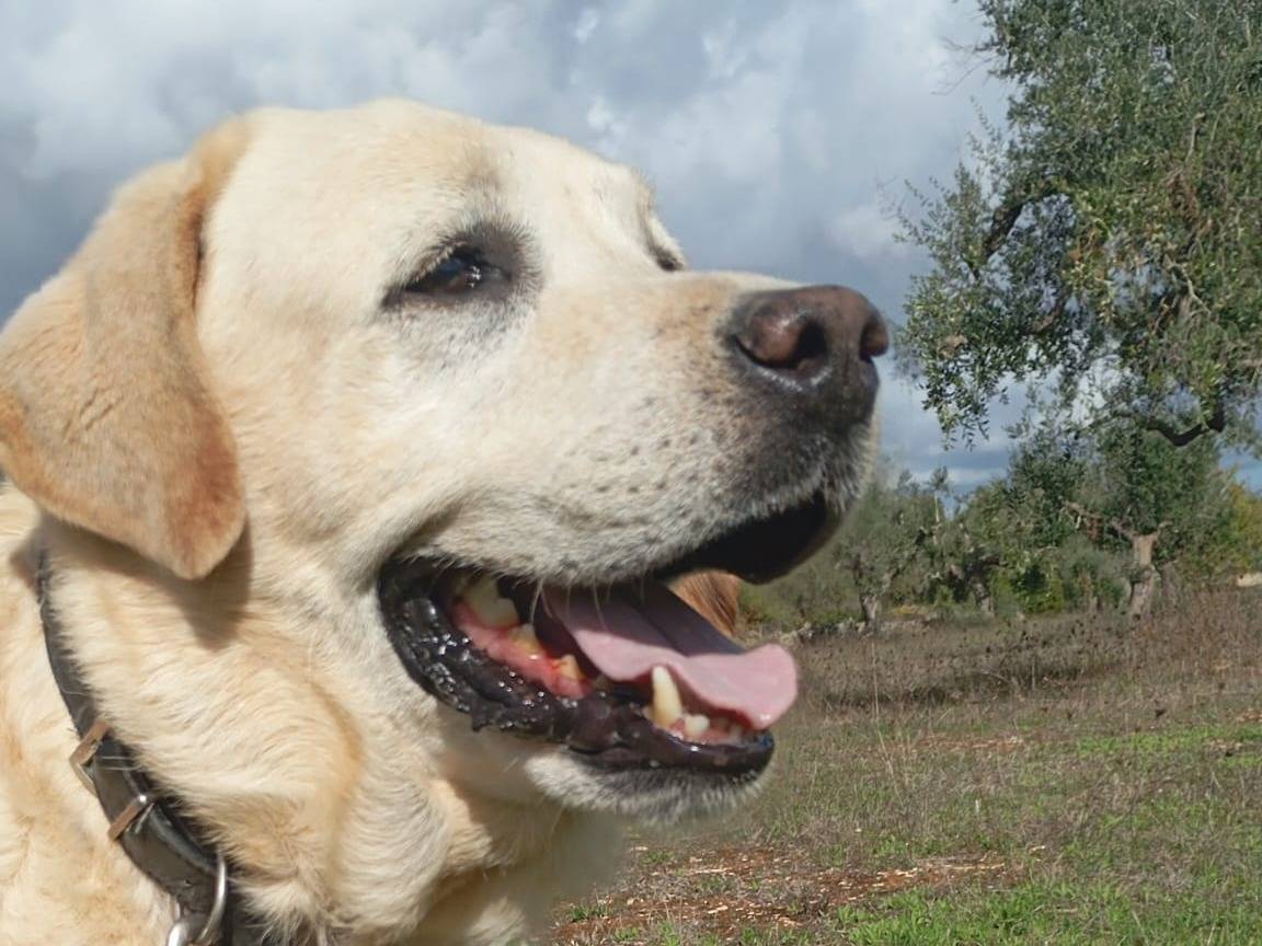 Adozione cane, maschio, Labrador Retriever Razza sconosciuta, 1 anno e 10 mesi, taglia gigante, Taranto
