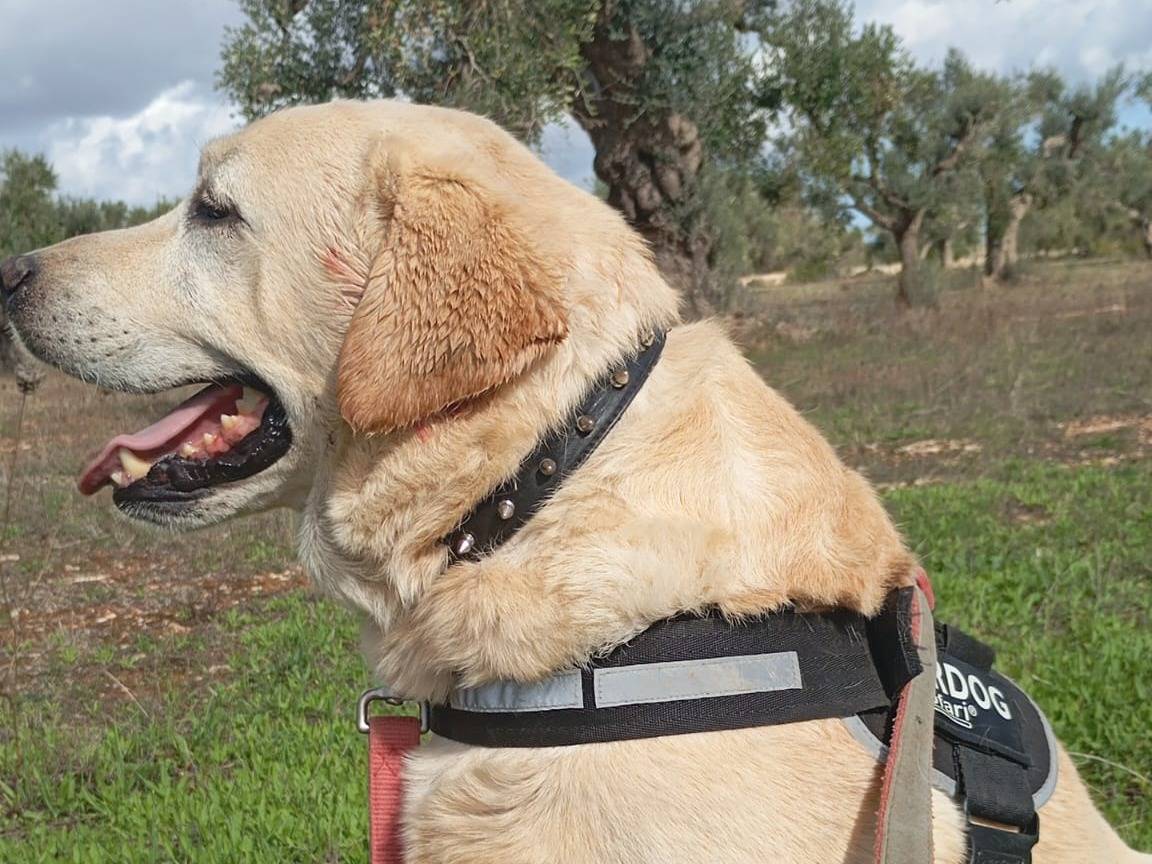 Adotta un cane, maschio, 1 anno e 10 mesi, Taranto