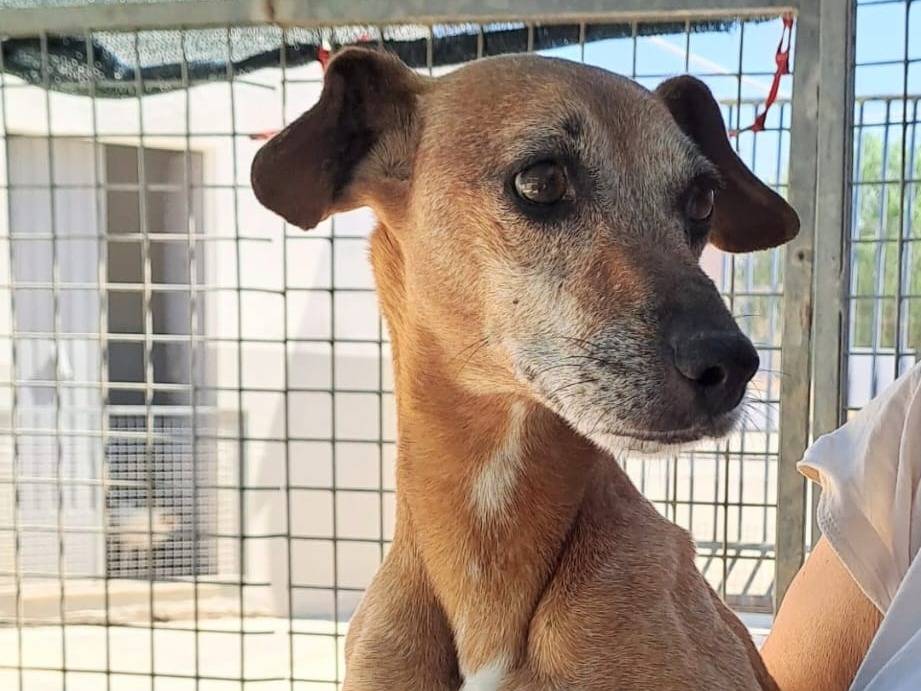 Adozione cane, maschio, Pinscher Razza sconosciuta, 4 anni e 11 mesi, taglia piccola, Taranto