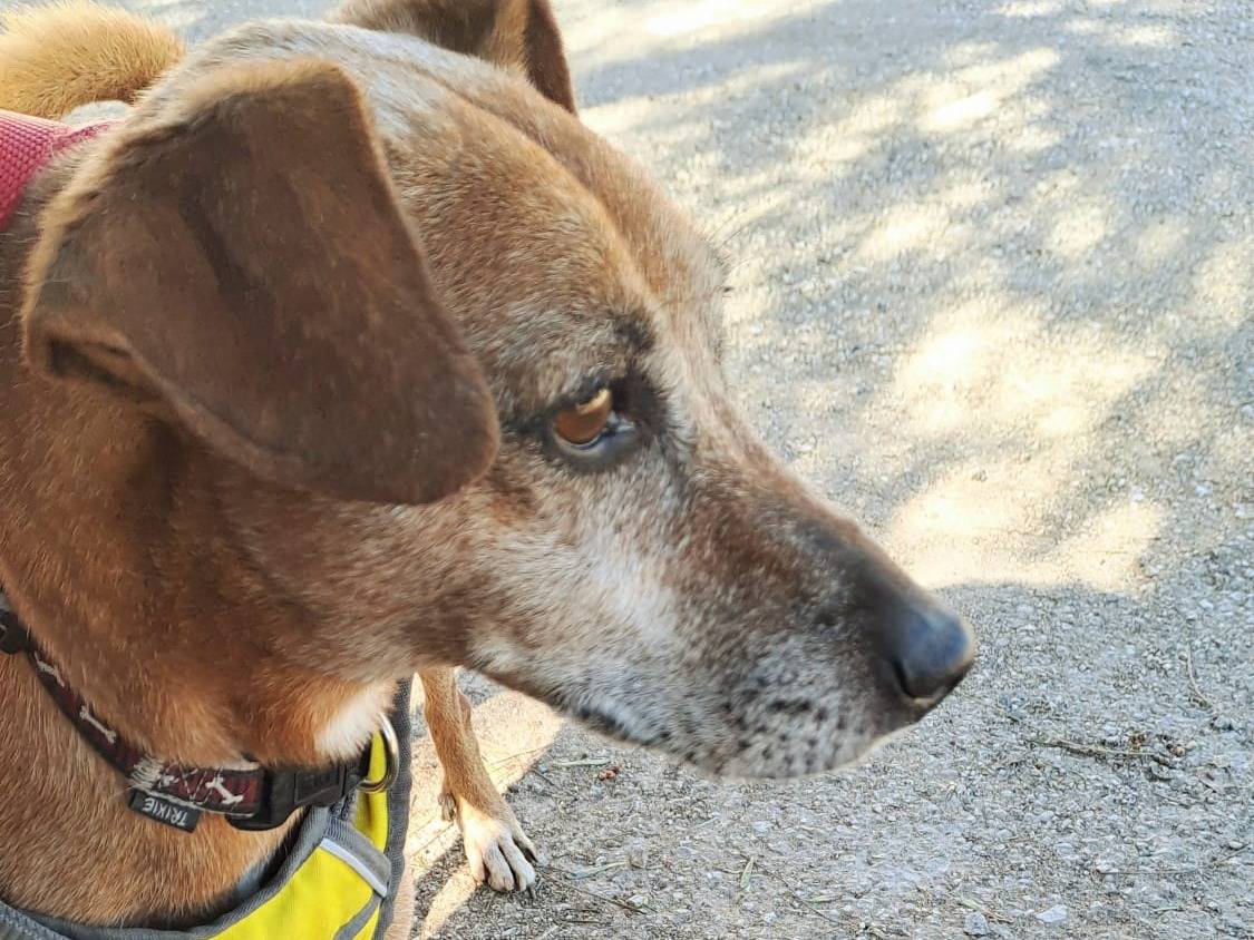 Adotta un cane, maschio, 4 anni e 11 mesi, Taranto