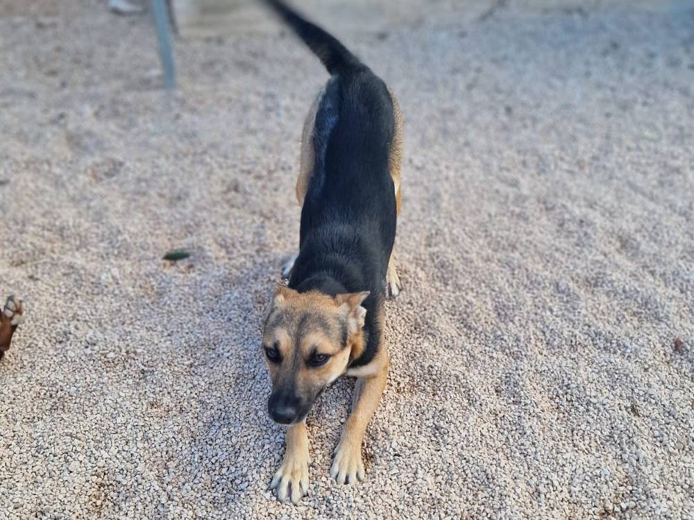 Adozione cane, maschio, Pinscher Razza sconosciuta, 1 anno e 9 mesi, taglia piccola, Taranto