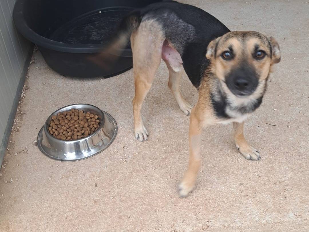 Adotta un cane, maschio, 1 anno e 9 mesi, Taranto