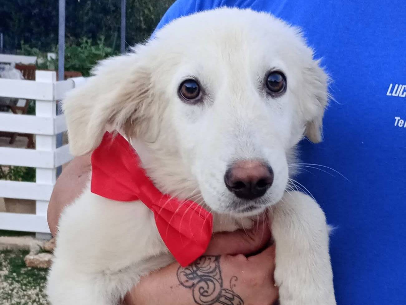 Adozione cane, maschio, Razza sconosciuta Razza sconosciuta, 3 mesi, taglia media, Siracusa