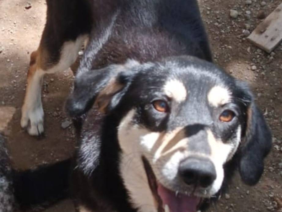 Adozione cane, femmina, Razza sconosciuta Razza sconosciuta, 4 anni e 6 mesi, taglia media, Verona