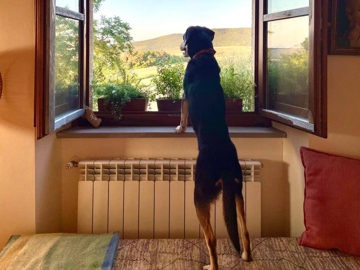 Adotta un cane, femmina, 4 anni e 6 mesi, Verona