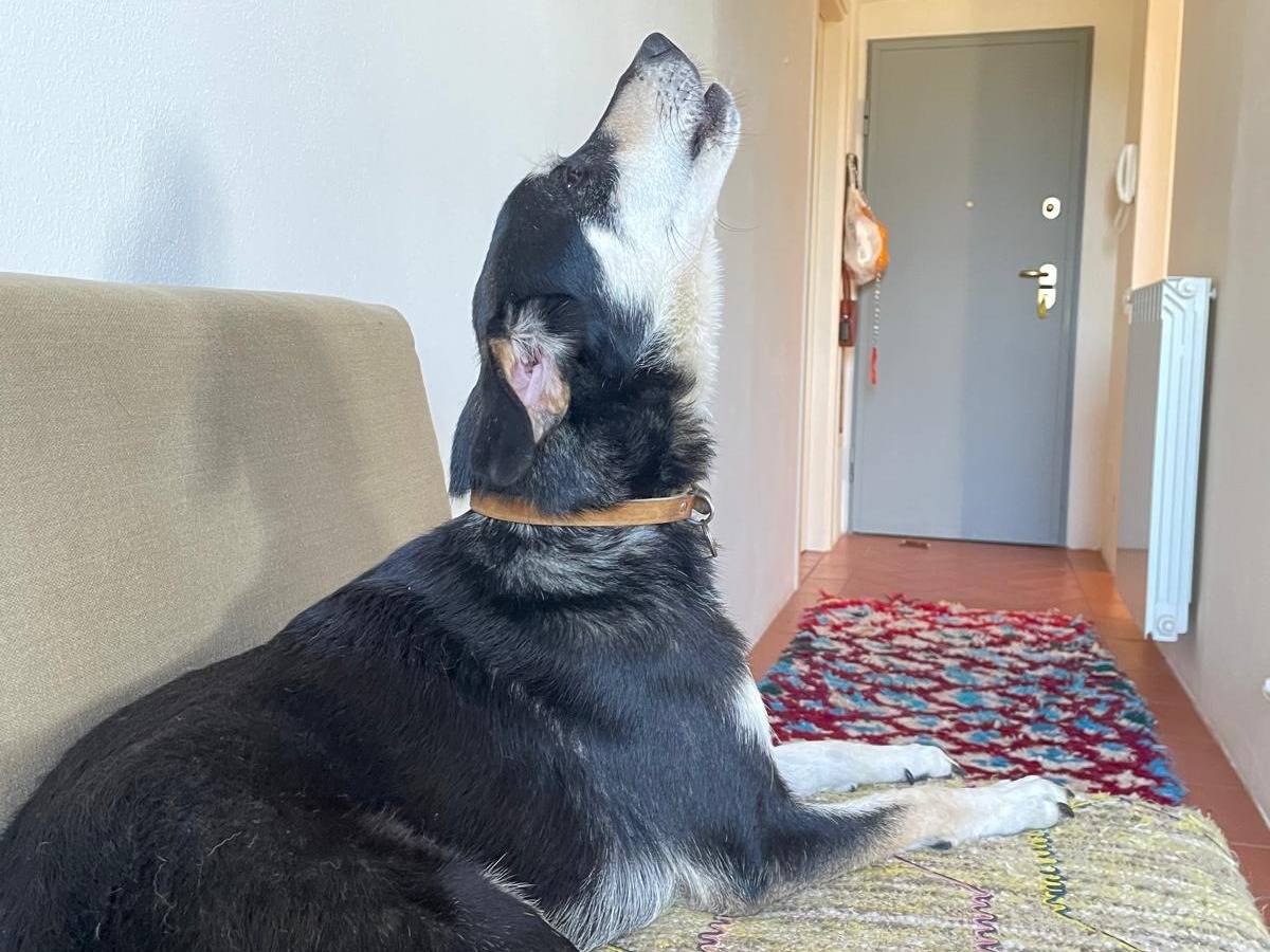 Adotta un cane, taglia media, femmina, Verona