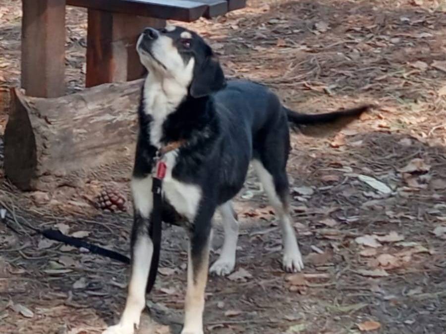 Adotta il cane MUSA a Verona