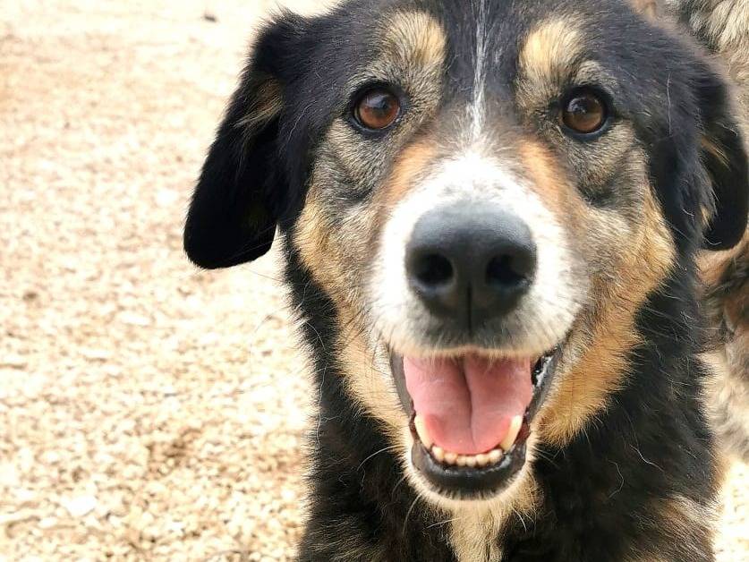 Adozione cane, femmina, Razza sconosciuta Razza sconosciuta, 3 anni e 8 mesi, taglia grande, Cosenza