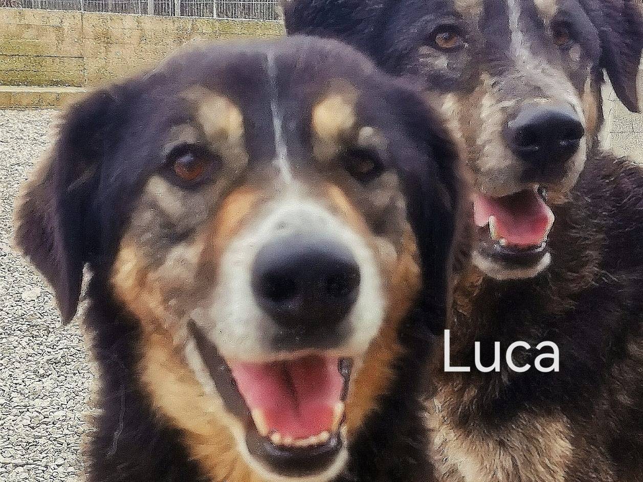 Adotta un cane, femmina, 3 anni e 8 mesi, Cosenza