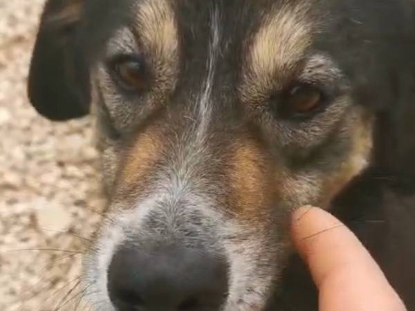 Adotta un cane, taglia grande, femmina, Cosenza