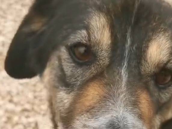 Vuoi adottare un cane a Cosenza?