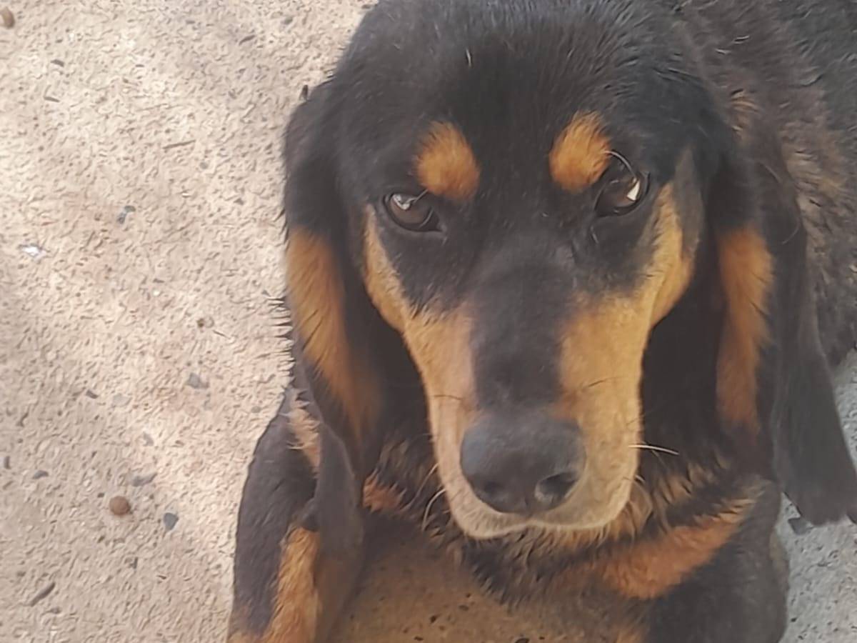 Adozione cane, maschio, Segugio Razza sconosciuta, 9 anni e 8 mesi, taglia grande, Vicenza