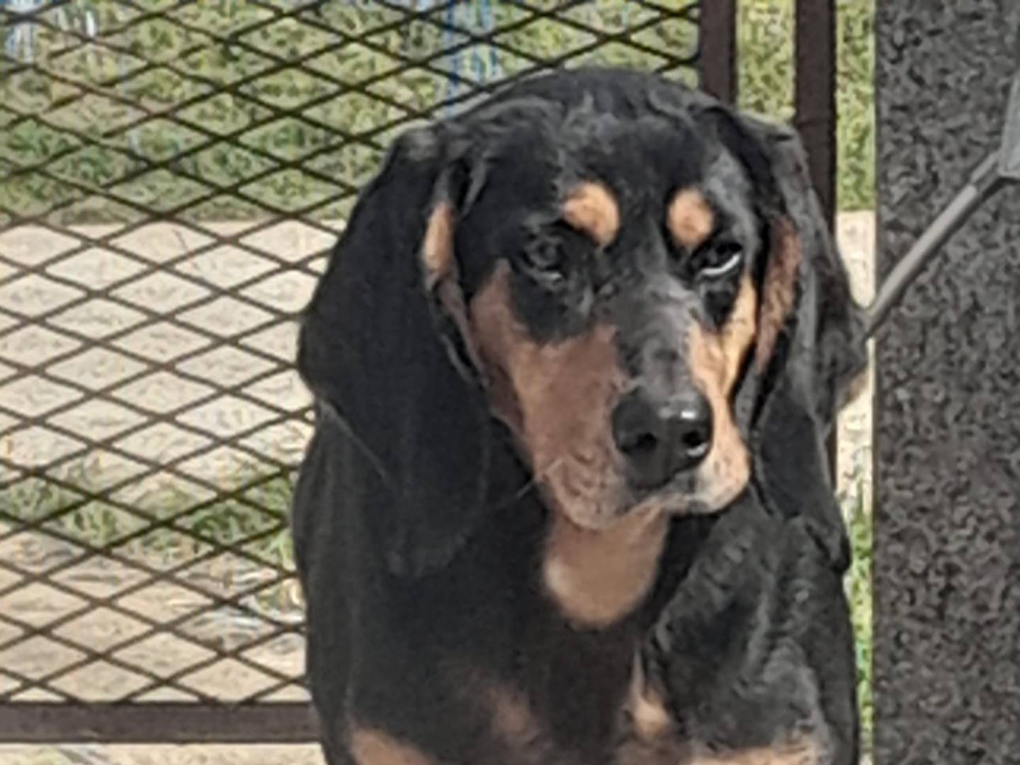 Adotta un cane, maschio, 9 anni e 8 mesi, Vicenza