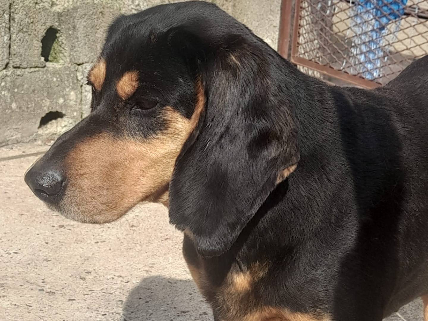 Vuoi adottare un cane a Vicenza?