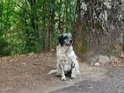 Adozione cane, maschio, Setter Inglese Razza sconosciuta, 2 anni e 1 mese, taglia media, Cosenza