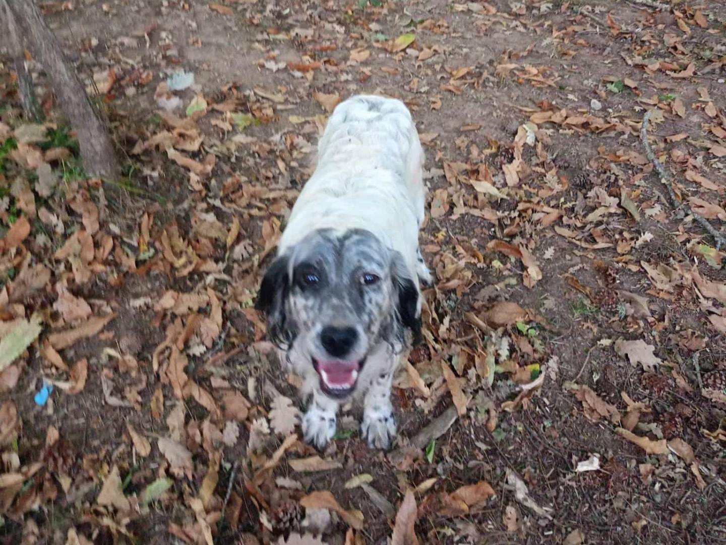 Adotta un cane, maschio, 2 anni e 1 mese, Cosenza