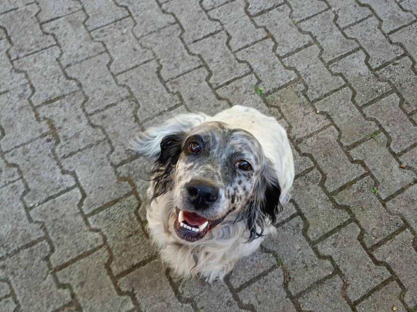 Adotta un cane, taglia media, maschio, Cosenza