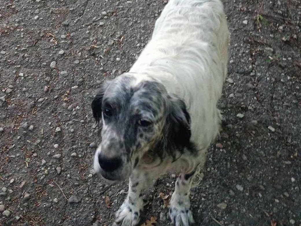 Vuoi adottare un cane a Cosenza?