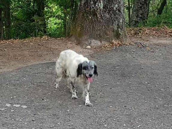 Adotta il cane SPILLO a Cosenza