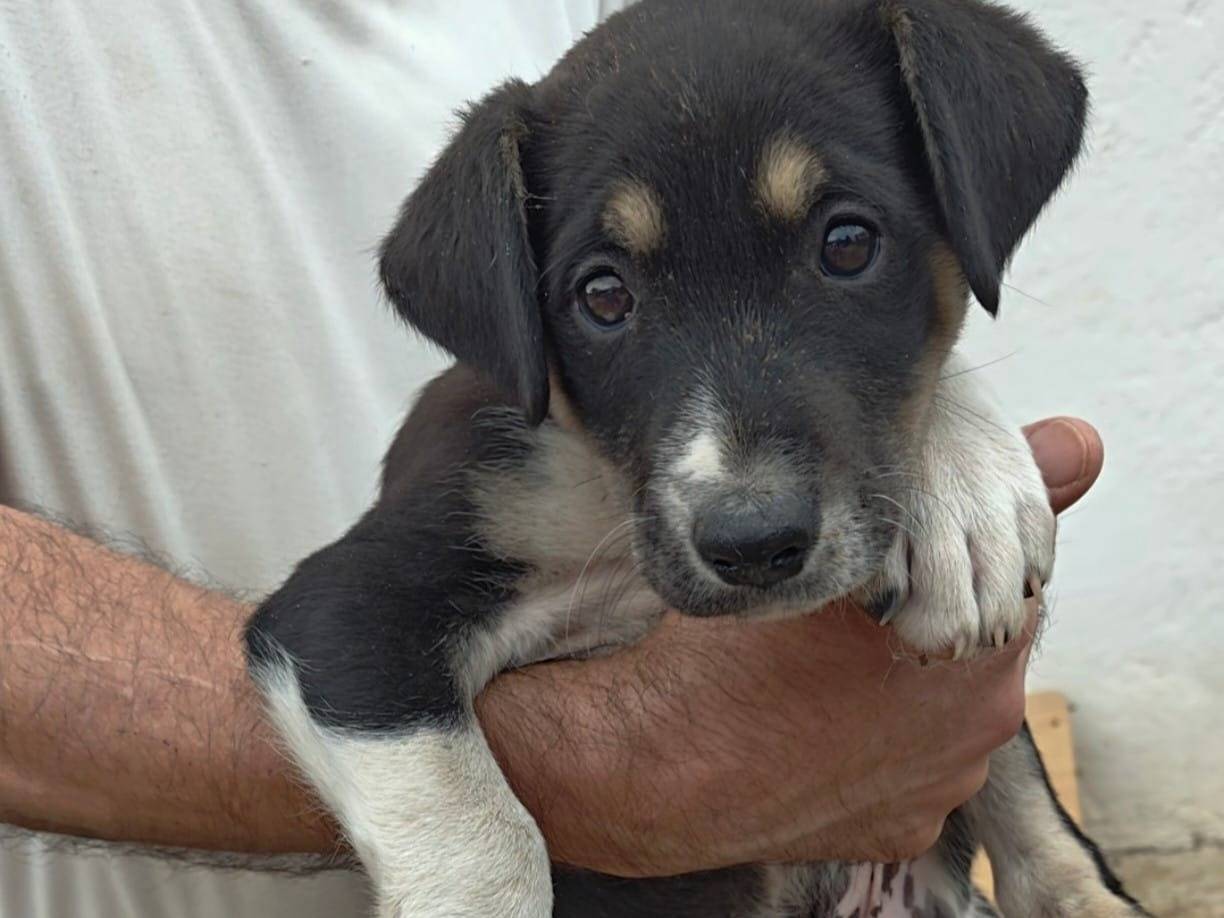 Adozione cane, maschio, Razza sconosciuta Razza sconosciuta, 2 mesi, taglia media, Cosenza