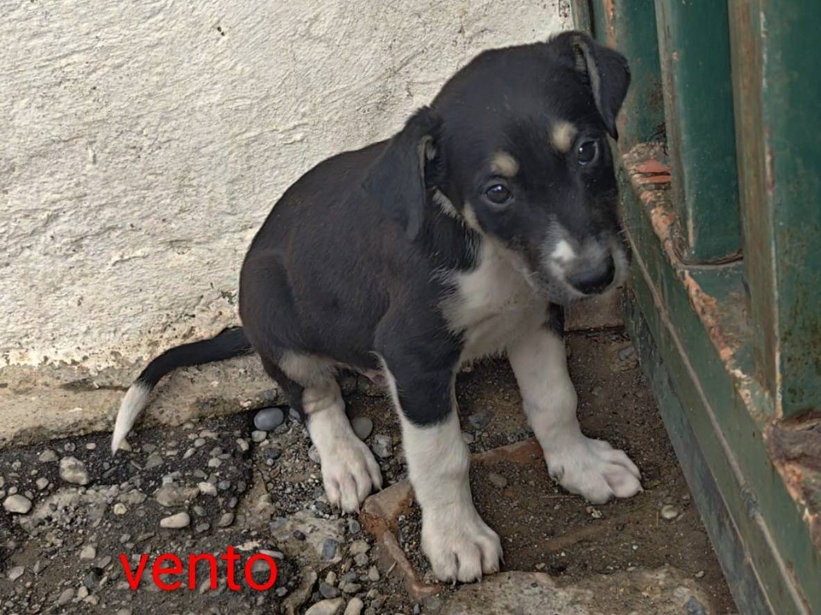 Adotta un cane, maschio, 2 mesi, Cosenza