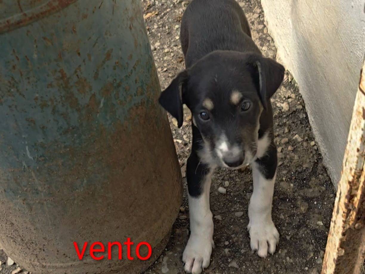 Adotta un cane, taglia media, maschio, Cosenza