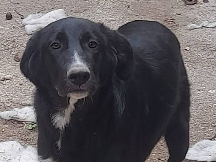 Adotta il cane ZEUS a Reggio