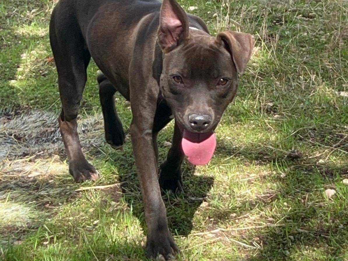 Adozione cane, femmina, Razza sconosciuta Razza sconosciuta, 10 mesi, taglia media, Cosenza