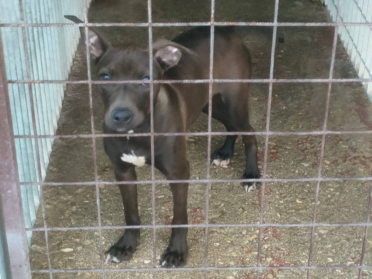 Adotta un cane, femmina, 10 mesi, Cosenza