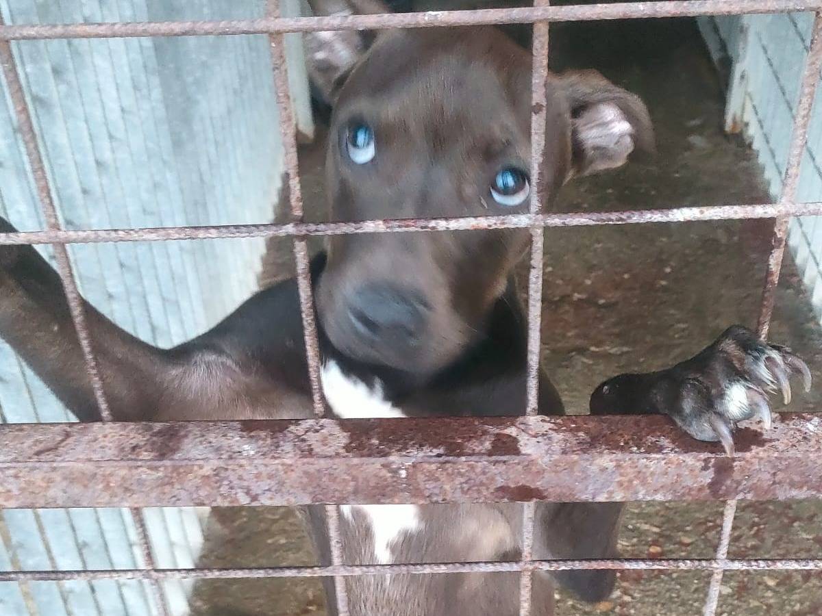 Adotta un cane, taglia media, femmina, Cosenza