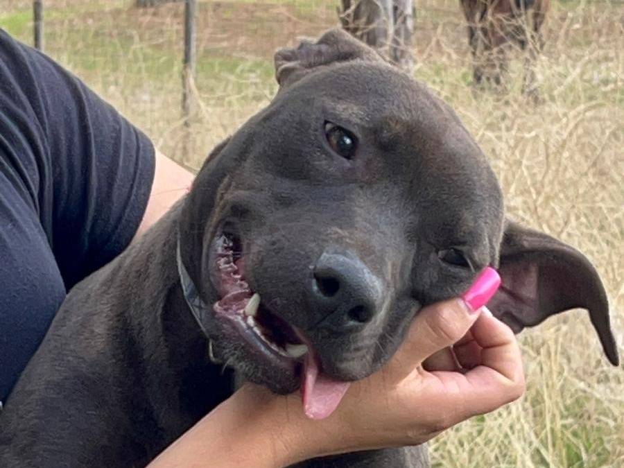 Vuoi adottare un cane a Cosenza?