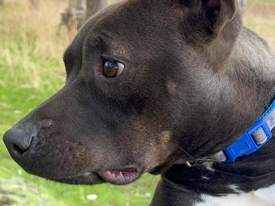 Adotta il cane POLLON a Cosenza