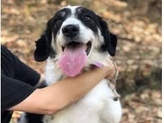 Adozione cane, femmina, Razza sconosciuta Razza sconosciuta, 2 anni e 6 mesi, taglia media, Latina