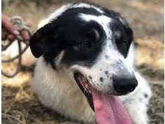 Adotta un cane, taglia media, femmina, Latina