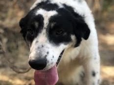 Vuoi adottare un cane a Latina?