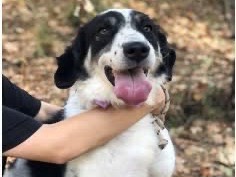 Adotta il cane Milka a Latina