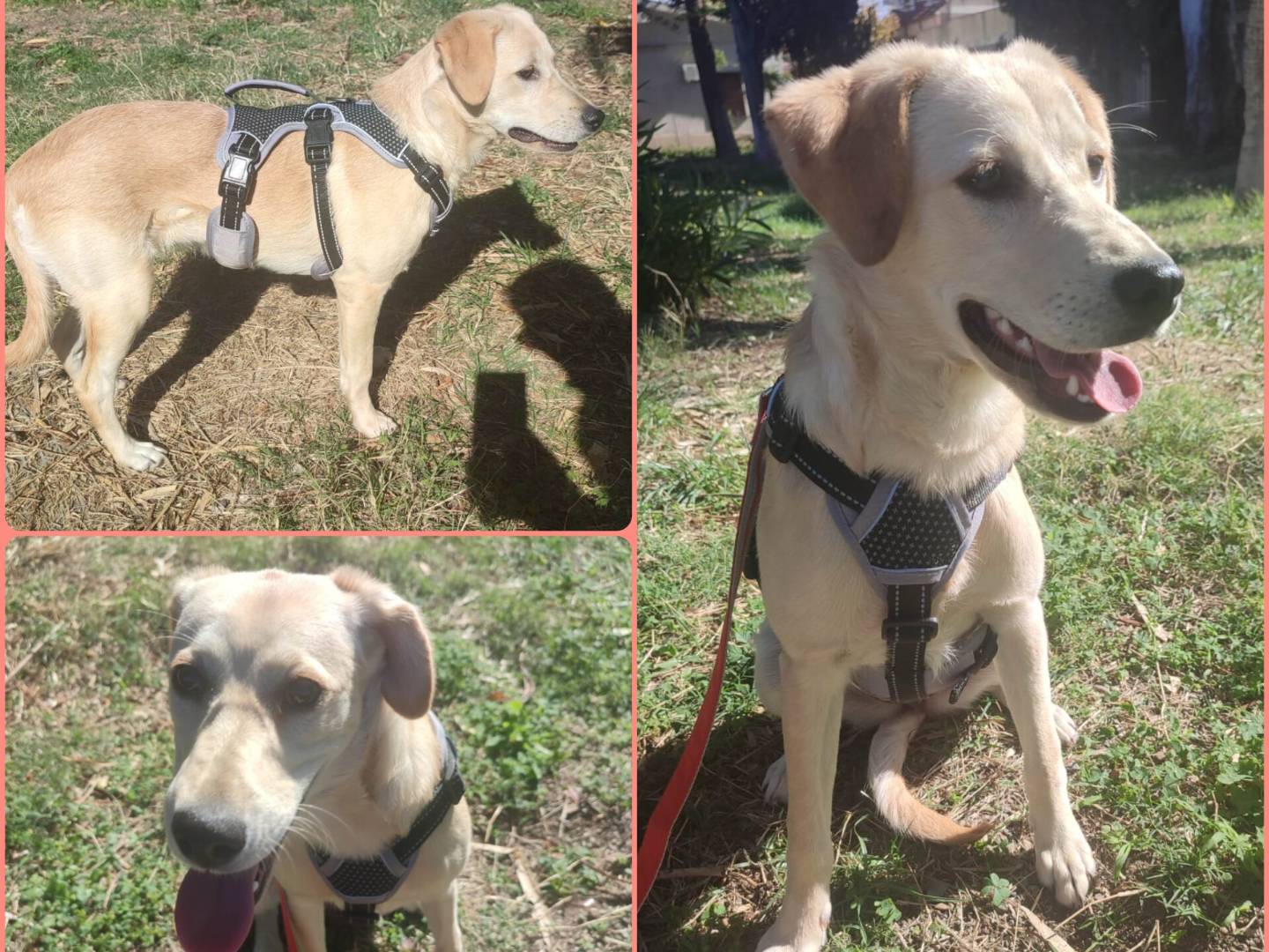 Adozione cane, femmina, Labrador Retriever Razza sconosciuta, 4 mesi, taglia media, Milano