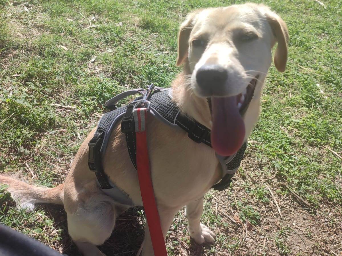 Adotta un cane, femmina, 4 mesi, Milano