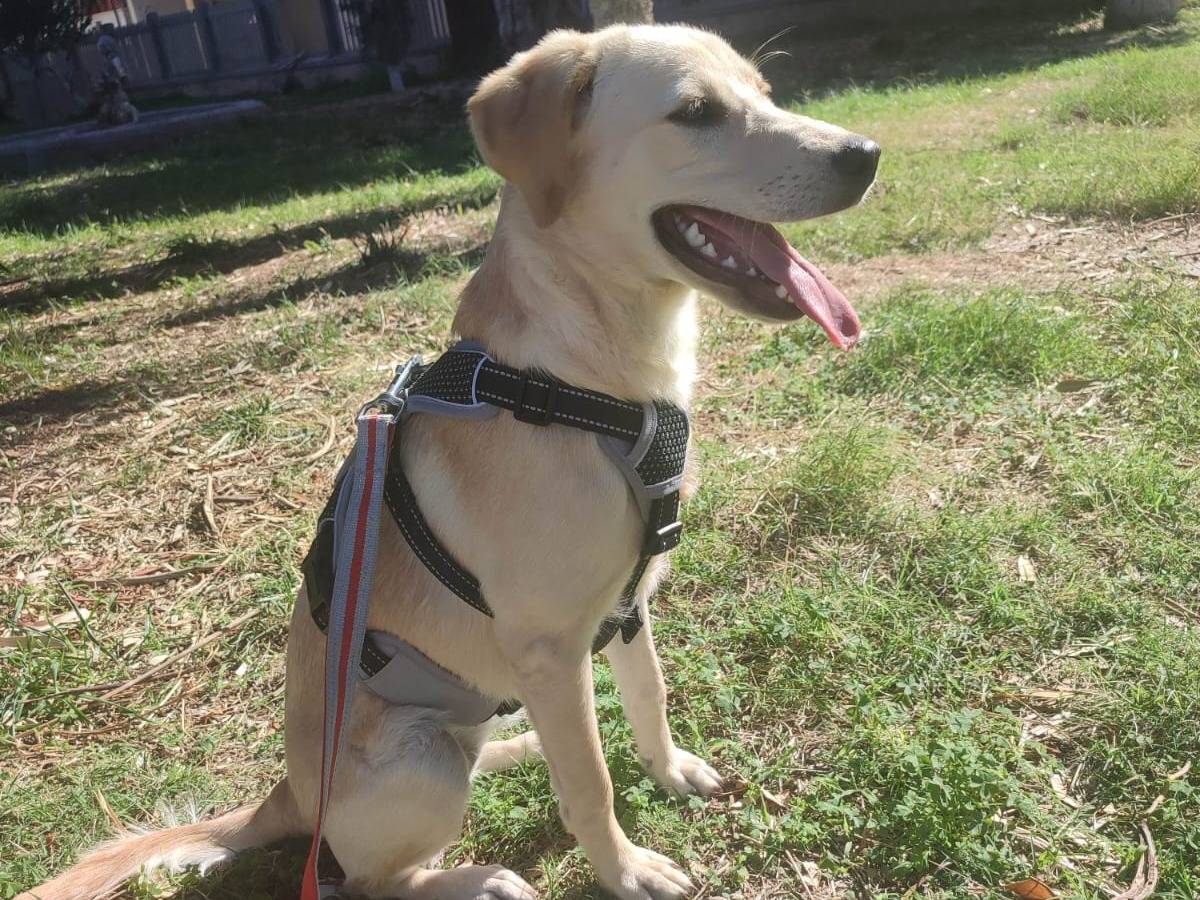 Adotta un cane, taglia media, femmina, Milano