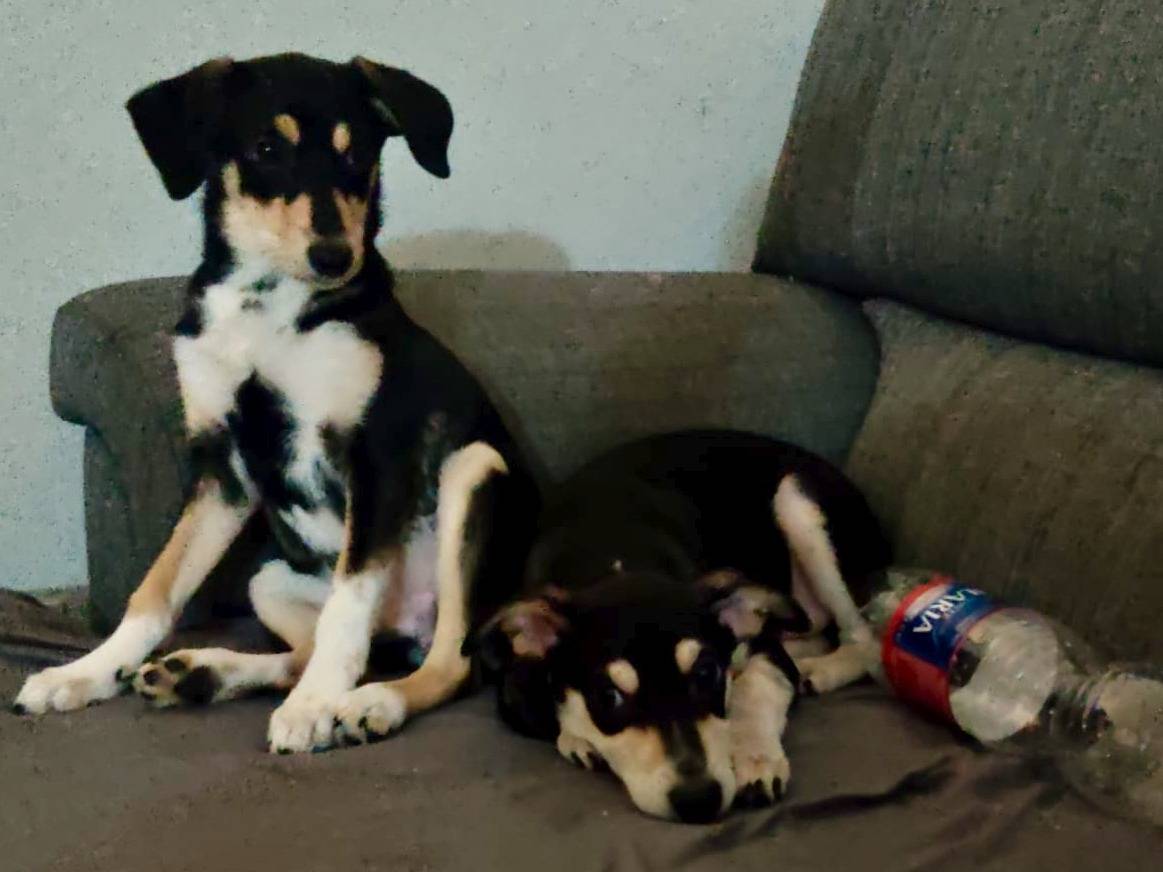 Vuoi adottare un cane a Firenze?