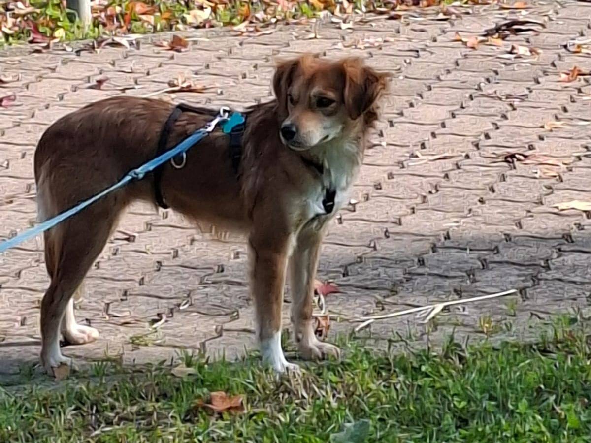 Vuoi adottare un cane a Monza?